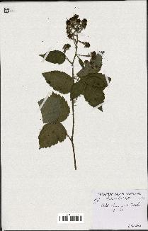 spécimen de Rubus sp.