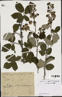 spécimen de Rubus sp.