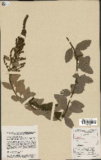 spécimen de Spiraea tomentosa