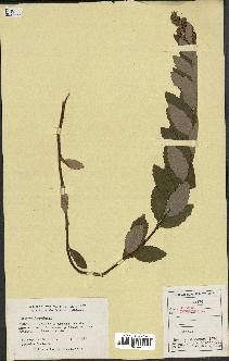 spécimen de Spiraea tomentosa