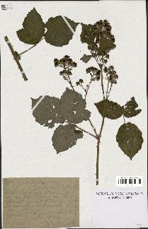 spécimen de Rubus procerus