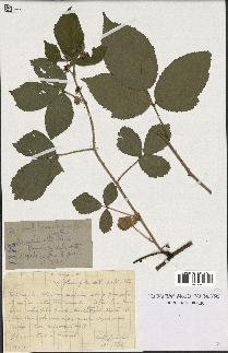 spécimen de Rubus serpens