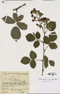 spécimen de Rubus argenteus