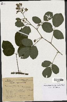 spécimen de Rubus insericatus