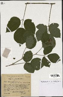 spécimen de Rubus insericatus