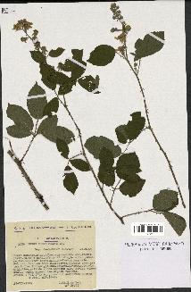 spécimen de Rubus rhombifolius