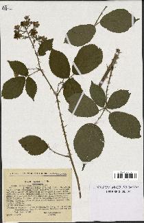 spécimen de Rubus pyramidalis