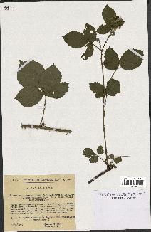 spécimen de Rubus thyrsoideus