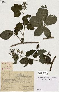 spécimen de Rubus gratiosus