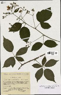 spécimen de Rubus sprengelii