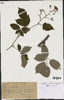 spécimen de Rubus godronii