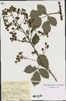 spécimen de Rubus godronii