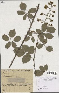 spécimen de Rubus ulmifolius