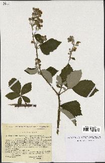 spécimen de Rubus ulmifolius