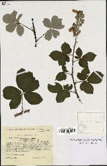 spécimen de Rubus ulmifolius