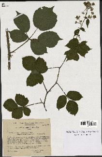 spécimen de Rubus glaucellus