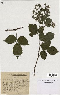 spécimen de Rubus radula