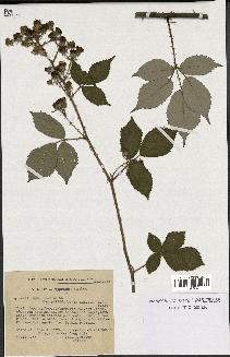 spécimen de Rubus radula