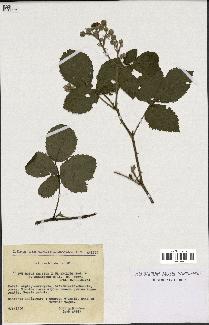 spécimen de Rubus caesius x ulmifolius