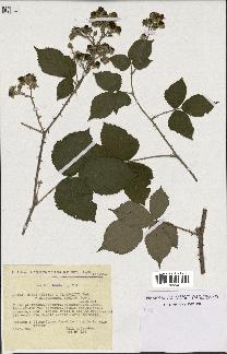 spécimen de Rubus caesius x ulmifolius