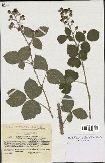 spécimen de Rubus caesius x ulmifolius