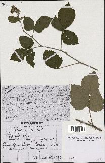 spécimen de Rubus caesius x ulmifolius