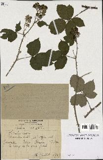 spécimen de Rubus caesius x ulmifolius