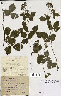 spécimen de Rubus caesius x ulmifolius