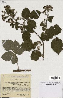 spécimen de Rubus tomentosus x caesius