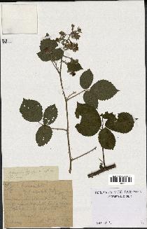 spécimen de Rubus obscurus