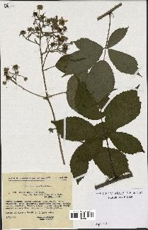 spécimen de Rubus obscurus