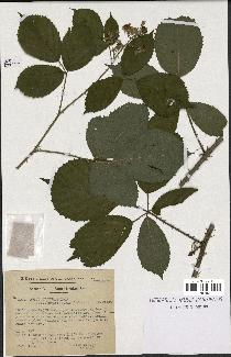 spécimen de Rubus obscurus