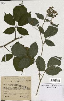 spécimen de Rubus obscurus