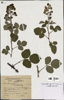 spécimen de Rubus vestitus