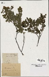 spécimen de Rosa pimpinellifolia