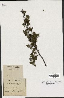 spécimen de Rosa pimpinellifolia