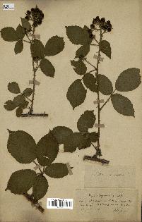 spécimen de Rubus pyramidalis