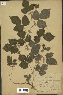 spécimen de Rubus saxatilis