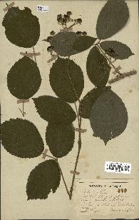 spécimen de Rubus fuscus