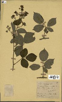 spécimen de Rubus ericetorum