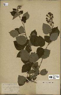 spécimen de Rubus corylifolius