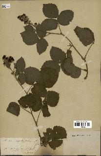 spécimen de Rubus corylifolius