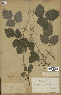 spécimen de Rubus caesius