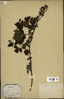 spécimen de Rubus sp.