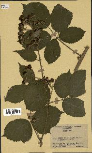 spécimen de Rubus rhamnifolius