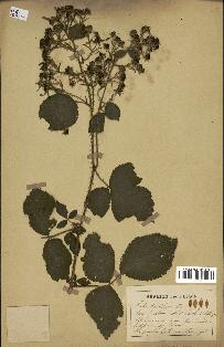 spécimen de Rubus schmidelyanus