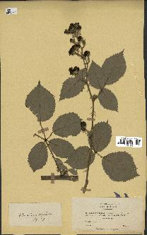 spécimen de Rubus propinquus