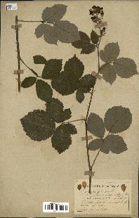 spécimen de Rubus tomentosus