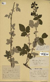 spécimen de Rubus tomentosus