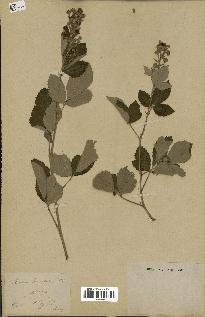 spécimen de Rubus tomentosus